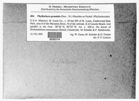 Phyllachora graminis image